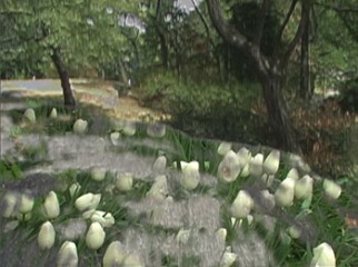 LiliWhites-the-KITCHEN-SINK-tulips